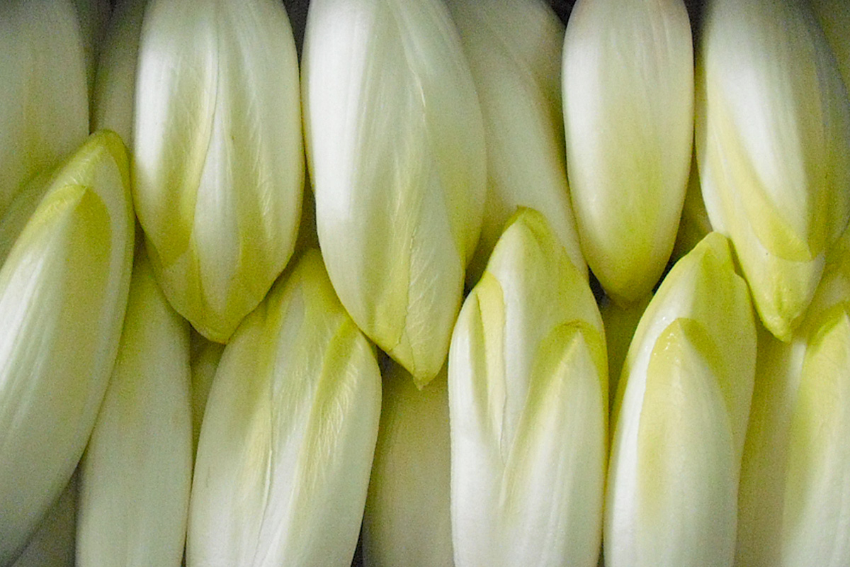 128-chicoree-eine-gar-nicht-so-bittere-angelegenheit