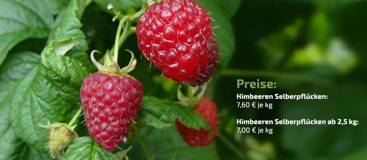 Himbeeren Zum Selberpflücken In Meiner Nähe Ab sofort Himbeeren zum Selberpflücken!